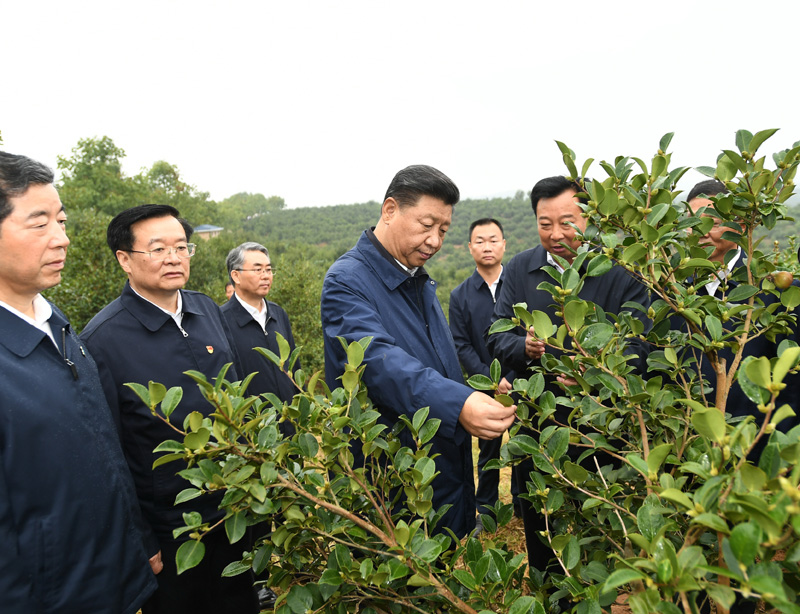 　　9月16日至18日，中共中央總書記、國家主席、中央軍委主席習(xí)近平在河南考察。這是17日上午，習(xí)近平來到信陽市光山縣槐店鄉(xiāng)司馬光油茶園，實(shí)地察看油茶樹種植和掛果情況。新華社記者 謝環(huán)馳 攝